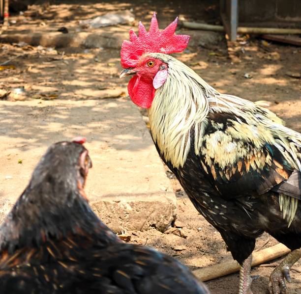 Jogoo Chicken